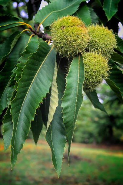 istock sweet chestnuts, fruit of chestnuts tree (Castanea sativa) 877053572