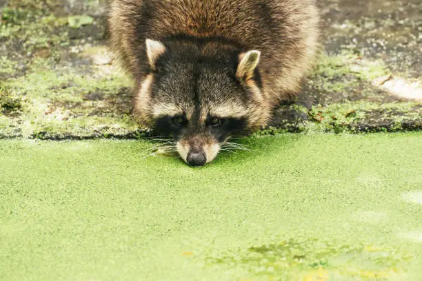 Raccoon drinking from a pond covered by green duckweed.
