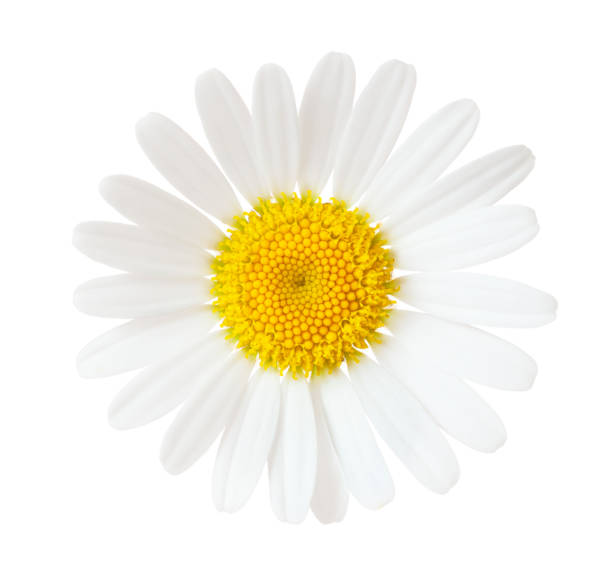 istock Close-up of Chamomile (Ox-Eye Daisy ) isolated on white background. 877056296