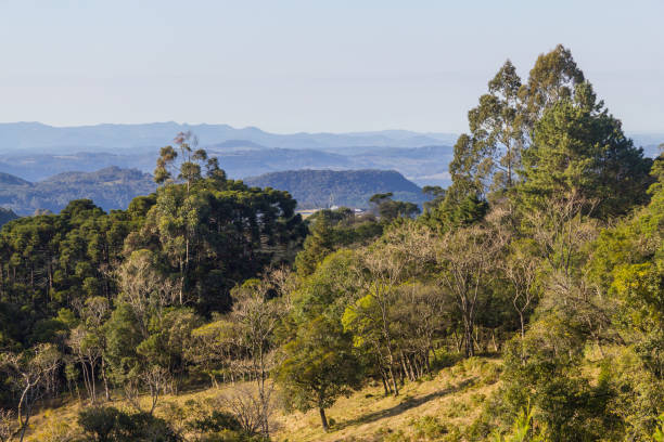 istock Forest,mountains and Farms in Gramado 877056516