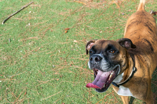istock big dog playing in the playground 877056856