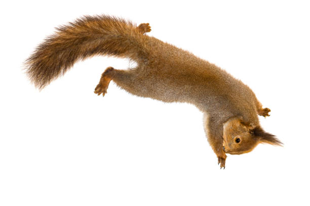 istock The Scarecrow forest of the common red squirrel isolate on white background 877056942