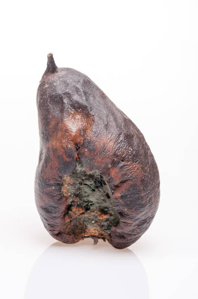 istock Wrinkled and rotten brown pear isolated 877057140