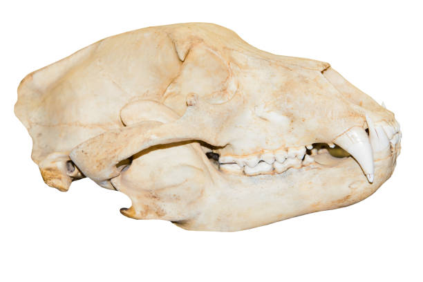 istock Old natural forest of a bear skull 877057272