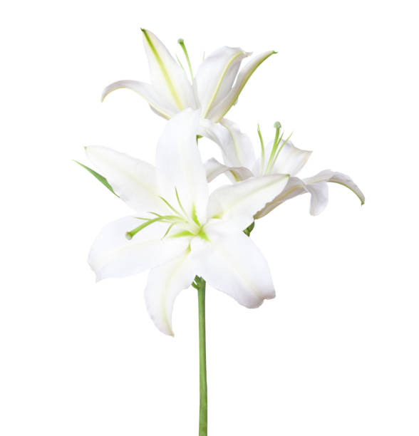 tre giglio bianco isolati su sfondo bianco - lily white flower single flower foto e immagini stock