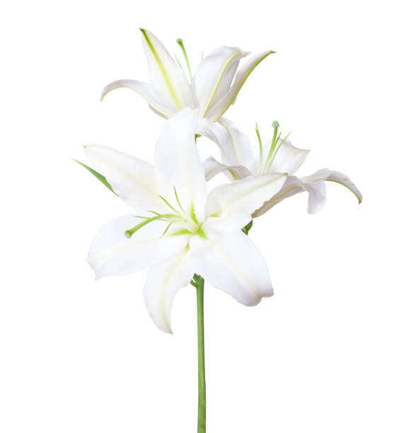 три белые лилии изолированы на белом фоне - single object flower single flower studio shot стоковые фото и изображения