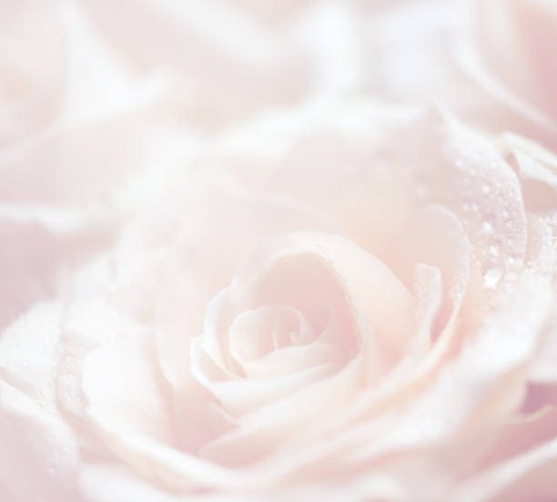 tła kwiat róży - rose bouquet flower single flower zdjęcia i obrazy z banku zdjęć