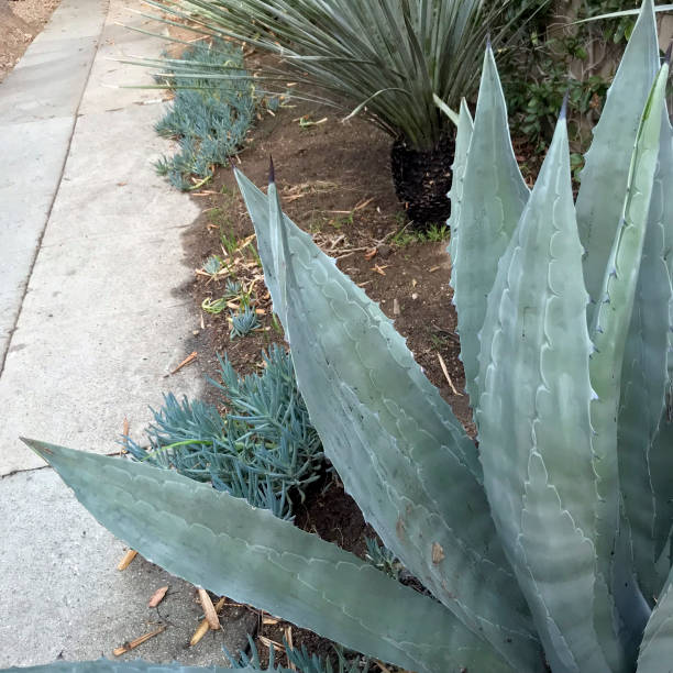 istock Aloe along Sidewalk in Los Angeles 877061068
