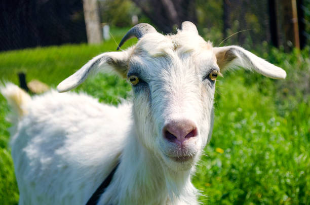 istock White dairy breed goat on green grass background. 877061702