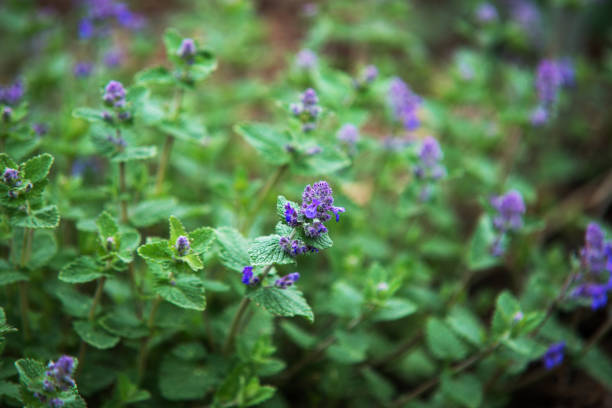 Close up on nepeta sibirica blue flower Close up on nepeta sibirica blue flower nepeta faassenii stock pictures, royalty-free photos & images