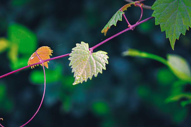 istock heart shaped  jagged leaf on a vine in selective focus 877069442