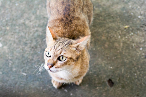 istock The cat stood on the floor and saw something, High angle shooting 877072504