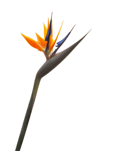 istock Bird of paradize flower (Strelitzia) isolated on a white background. 877072522