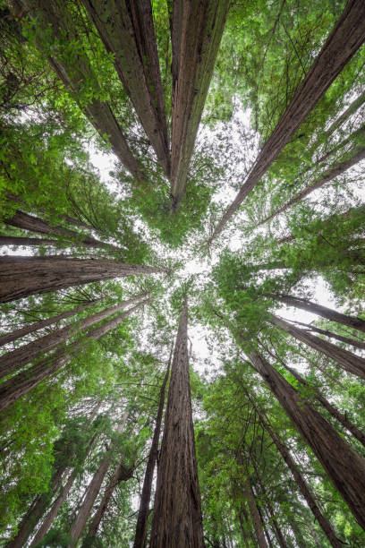 istock Standing among giant redwood trees 877072926