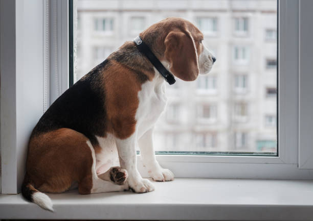 istock Beagle dog sitting on the windowsill and looking out the window 877075510