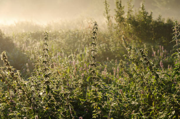 Nice foggy and sunny morning