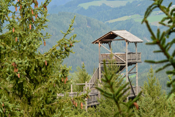 istock Forest Skywalk in Wipfelwanderweg Rachau in  Austria 877075928