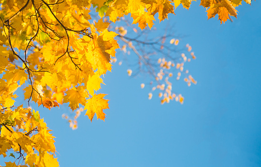 autumnal yellow maple leafs against blue sky with space for text