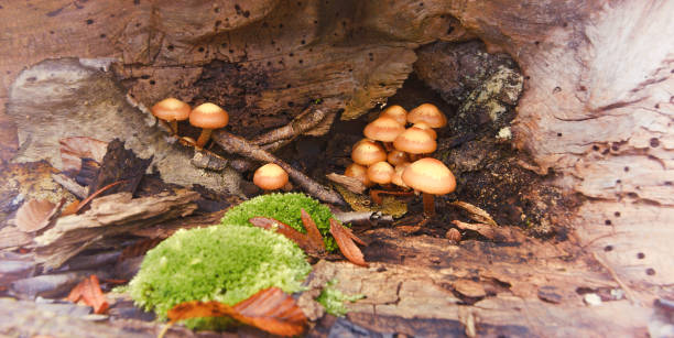 istock Mushrooms in the forest in autumn 877079588