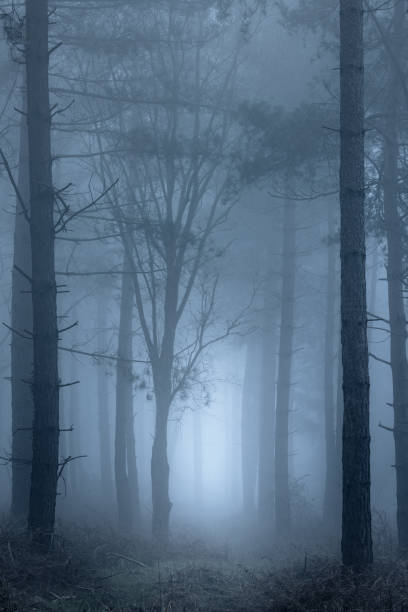 istock Path through foggy woodland 877079968