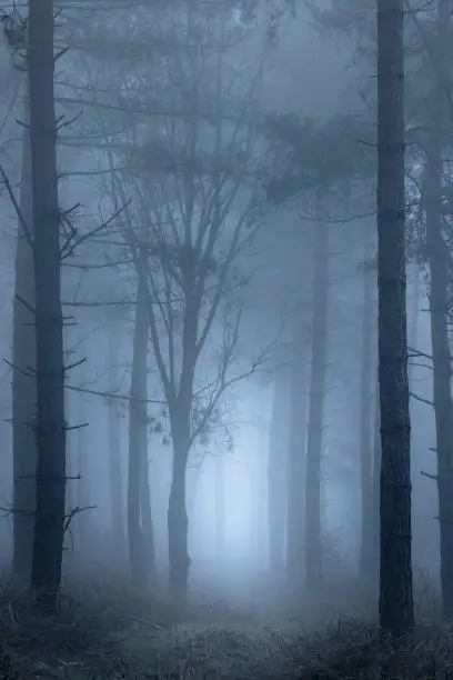 Photo of Path through foggy woodland