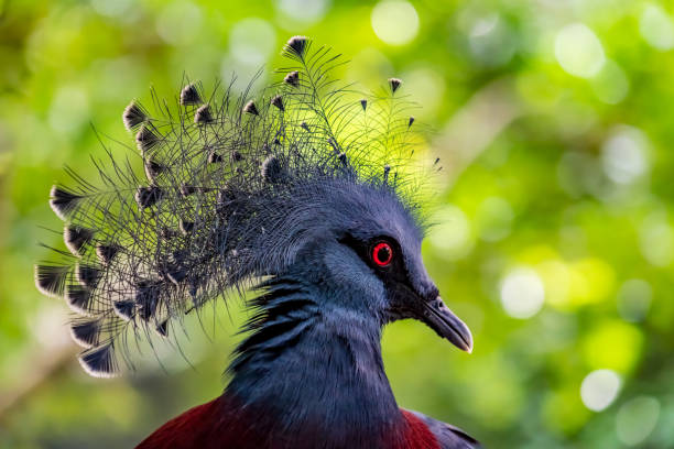 istock Victoria Crowned Pigeon 877080536