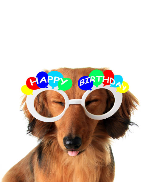 istock Dachshund puppy wearing Birthday glasses 877083538