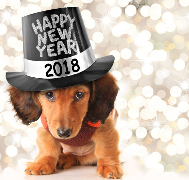 istock Happy New Year puppy 2018 877083564