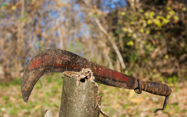 istock Machete in tree in sunny weather 877083646