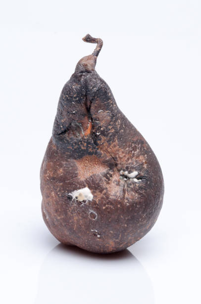 Wrinkled and rotten brown pear isolated on white background.Wrinkled and rotten brown pear isolated on white background.
