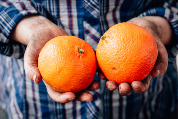 istock Farmer hands holding two ripe orange fruits. 877090816