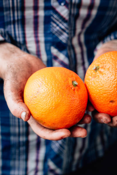 istock Farmer hands holding two ripe orange fruits. 877091094