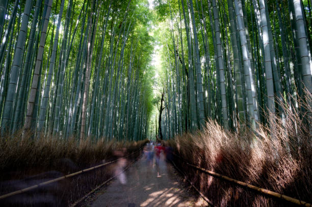 istock Famous bamboo grove at Arashiyama, Kyoto 877091294