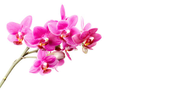 istock Pink orchid flowers isolated on white 877091338