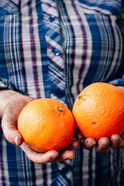 istock Farmer hands holding two ripe orange fruits. 877091464