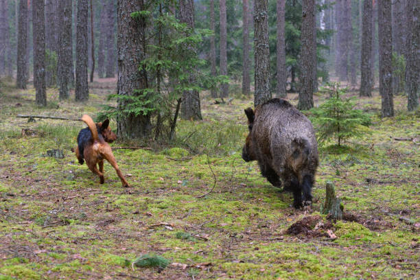 istock Hunting with hound on wildboar 877094930