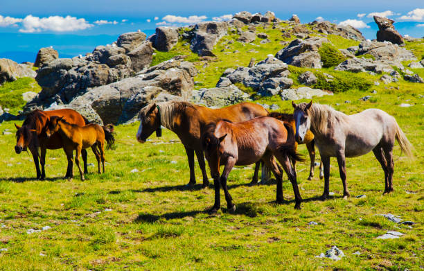 istock Landscape with wild horses in the mountain 877095570