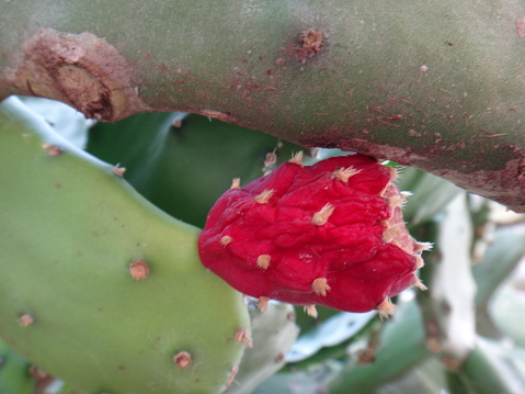 Prickly pear tree