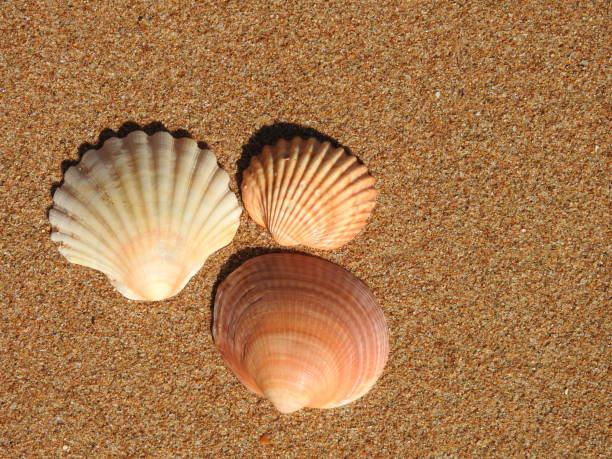 Shells In Ireland 180+ Bells Of Ireland Photos Stock Photos, Pictures & Royalty-Free ...