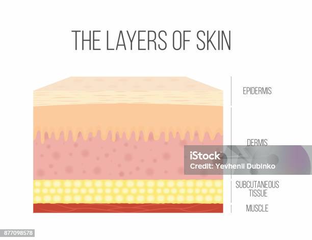 Skin Layers Healthy Normal Human Skin Stock Illustration - Download Image Now - Skin, Diagram, Leaf Epidermis