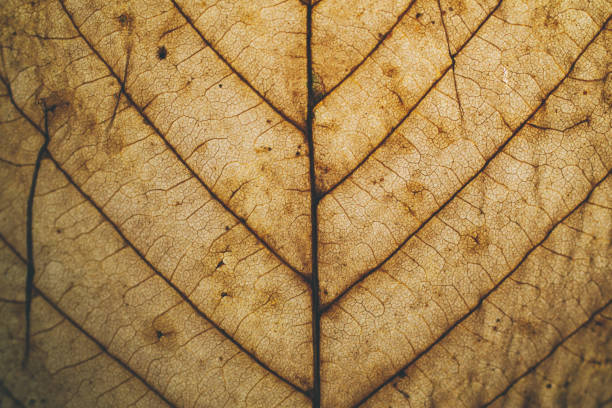 Brown leaf texture and background. Macro view of leaf texture. Organic and natural pattern. Abstract texture and background for designers. Dry leaves background. Close up of brown leaf texture. Organic leaf macro view texture and background for designers and graphic design.