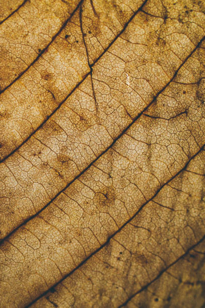 istock Brown leaf texture and background. Macro view of leaf texture. Organic and natural pattern. Abstract texture and background for designers. Dry leaves background. Close up of brown leaf texture. 877098830