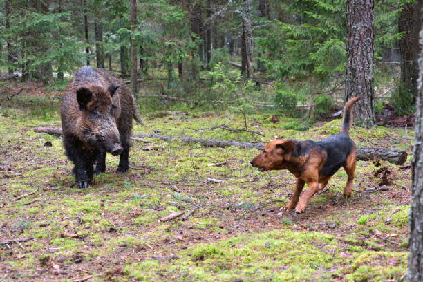 istock Hunting with hound on wildboar 877099104