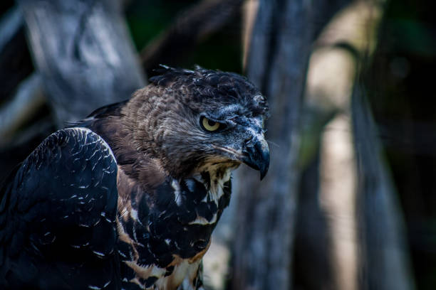 istock Bird of prey 877099312