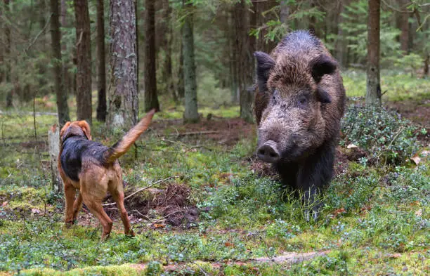 Gonchak hound, a National dog breed of Belarus,  hunting on wild boar in green forest