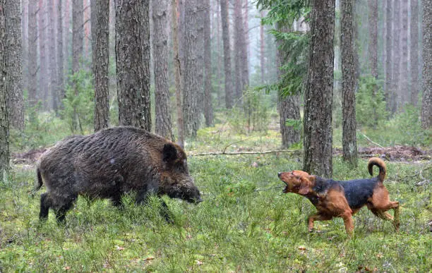 Belarusian Gonchak hound, a National dog breed of Belarus,  hunting on wild boar in green forest