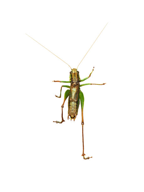 green grasshopper isolated on white background, top view. cricket - close up touching animal antenna imagens e fotografias de stock
