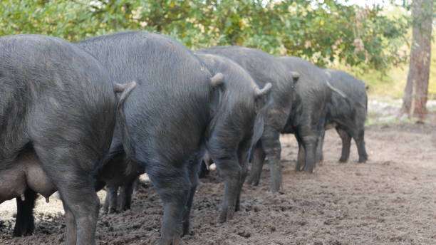 istock black gascon pigs in a field 877106612