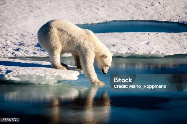 Majestuoso Oso Polar Tocando La Superficie Del Mar Foto de stock y más banco de imágenes de Oso polar - Oso polar, Ártico, Cambio climático