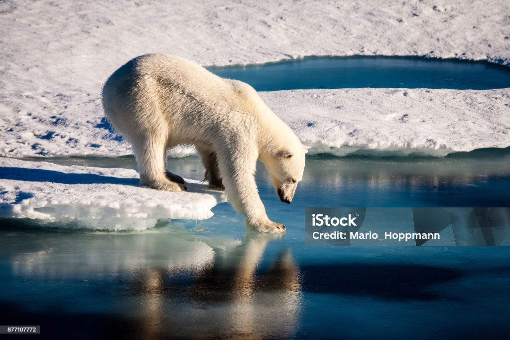 Majestic polar bear touching sea surface A beautiful polar bear is carefully touching the sea surface in order to cross a melt pond in the high Arctic Ocean, which is strongly influenced by climate change. Polar Bear Stock Photo